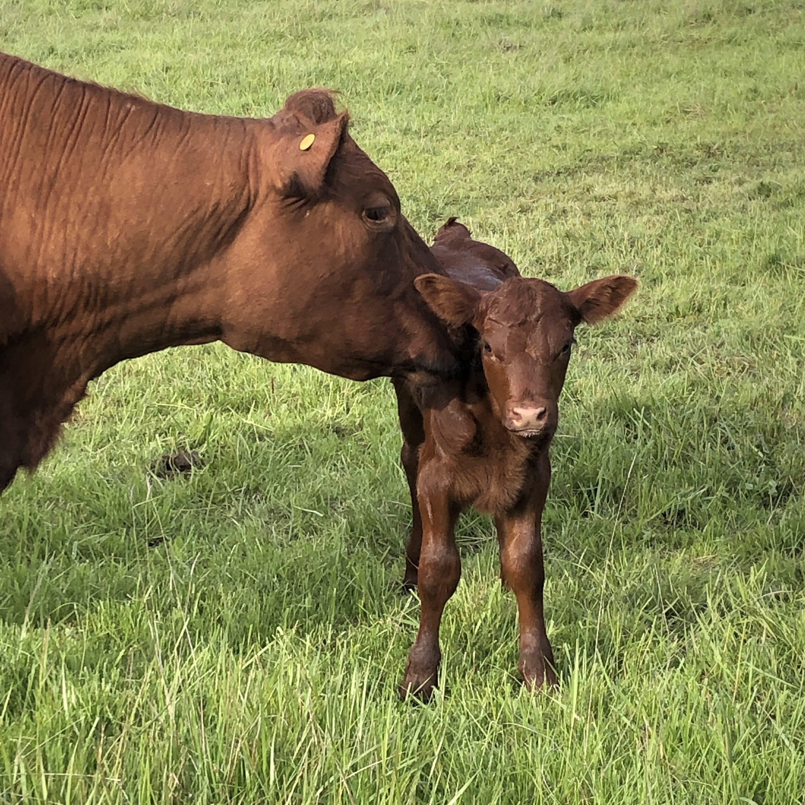 Calf & cow